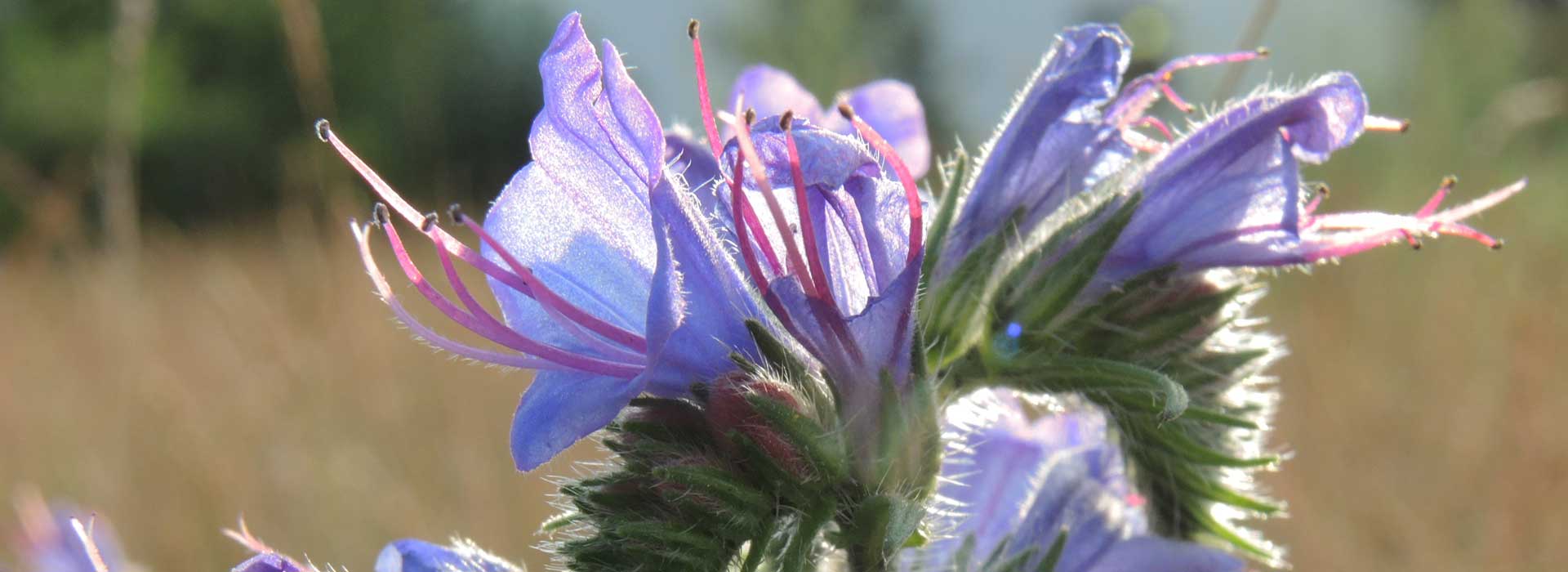 Echium vulgare - Natternkopf Blüte